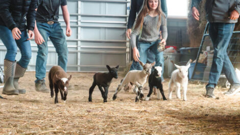 Five cute lambs running in barn.